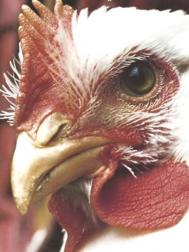 Autoritile orbecie dup virusul gripei aviare