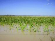 Fermierii asigurai vor primi despgubiri pentru culturile inundate