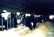 Animalele nemenilor „ateapt“ cerceii i paapoarte europene