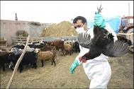 Mutani ai virusului gripei aviare, n Turcia