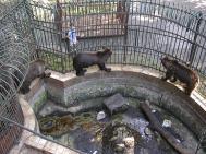 Integrarea n UE las parcurile zoo fr lupi, vulpi, lei i uri