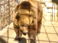 Ultimele „pensionare“ din Parcul Zoologic pleac la Braov