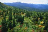 Sturdza, taiat de 10.000 de hectare de padure