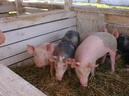 Kilu de porc, cît un pachet de tigãri