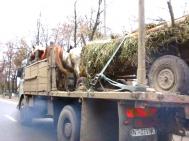 Cãrutele prinse pe E85, confiscate