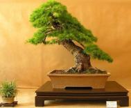 Bonsai de vnzare n Roman