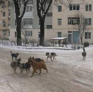 Cotarlele comunitare fac legea pe strzile Bicazului