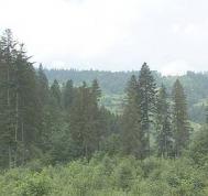 Afacere imobiliar:  777 hectare de pdure cu 2,7 milioane de euro