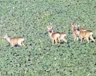 Cãprioarele, un   inamic de temut