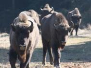 Zimbrii liberi, tot  mai multi în codri