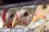 Gripa aviar�: alarm� fals�