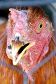 China menţine secretul asupra măsurilor de combatere a gripei aviare