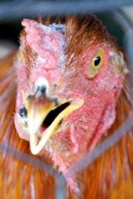 Gripã aviarã la o curcã din judeþul Brãila
