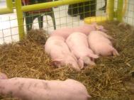 Vaccinarea împotriva pestei porcine începe de Ignat