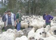 Răscolul oilor, o traditie care încă mai dăinuie